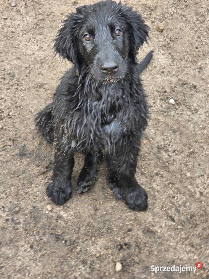 Szczenieta Flat Coated Retriever FCI Zwierzyn
