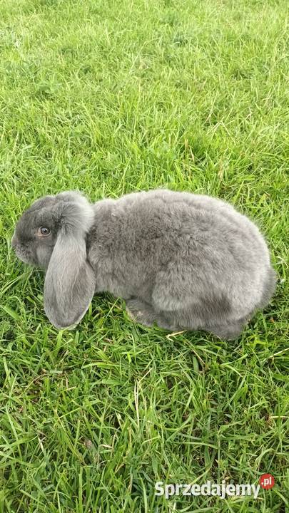 Krliki kilka złotych Łomża