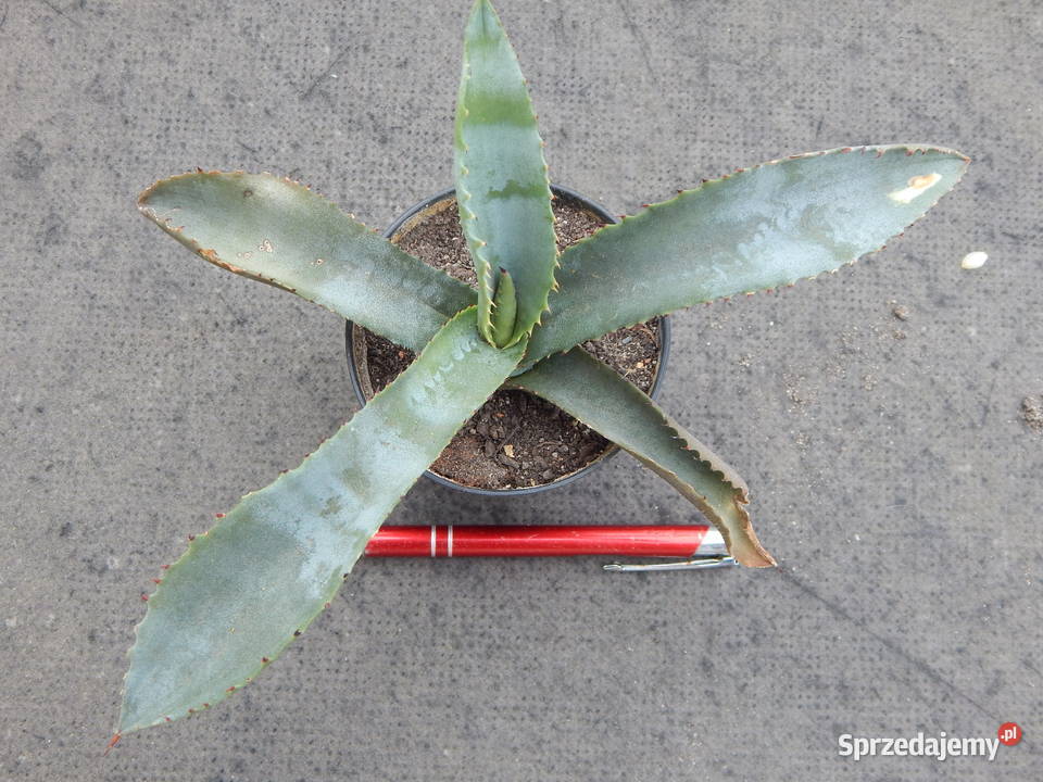 Agawa marmurowa agave marmorata ostatnia Kraków