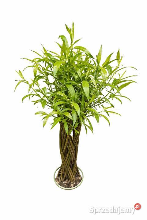 Wierzba pleciona Sokolniki-Las