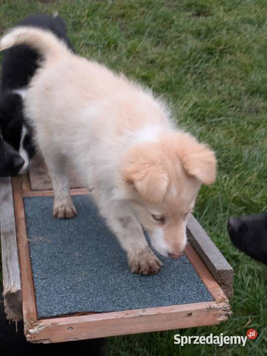 Border Collie Pozostałe dolnośląskie Wołów