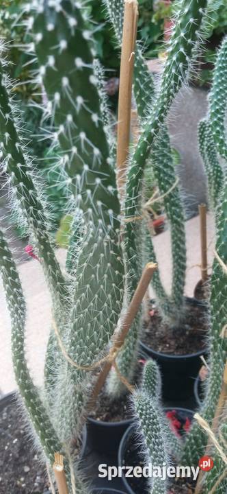 Kaktusy Opuncja białowłosa kolekcja Pozostałe Nowy Sącz