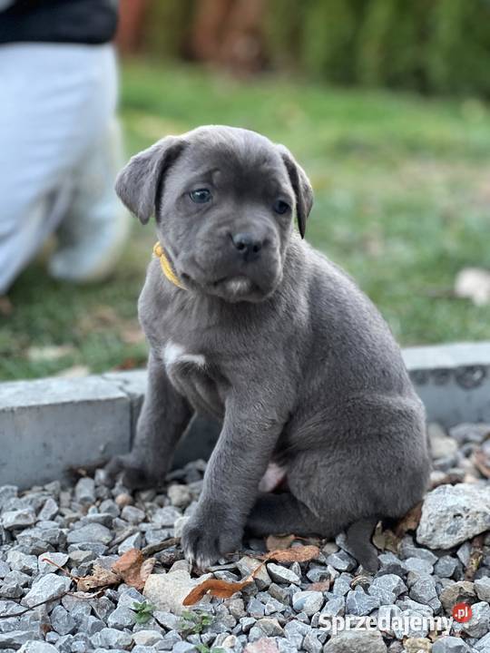 Cane Corso szczenieta rodowodowe błekitne i lubelskie Bychawa