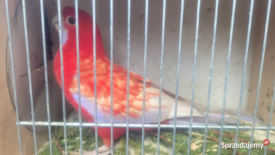 Samiec rozelli krolewskiej Wieliczka