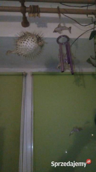 Ryba rozdymka spreparowana Warszawa