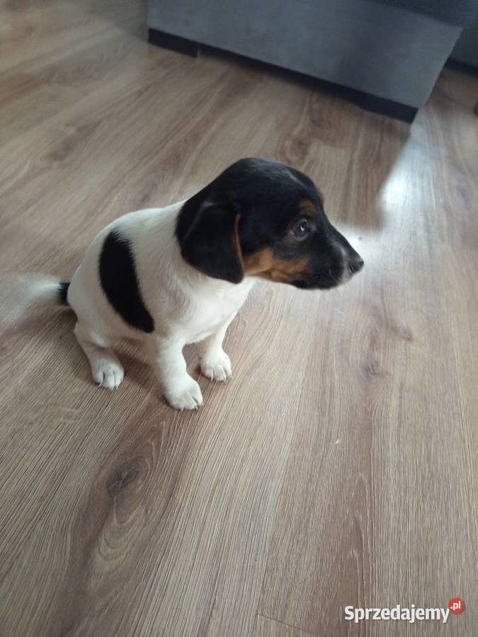 Jack Russell Terrier Kamieńskie Młyny sprzedam