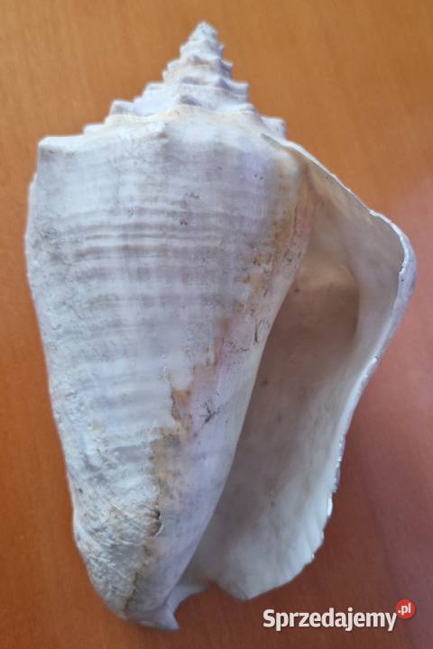 Duża muszla morska mazowieckie Warszawa