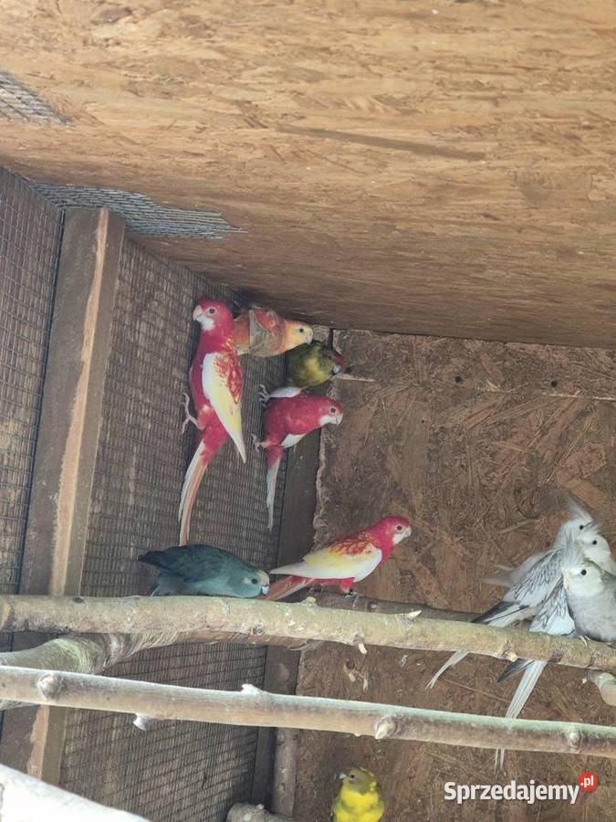 Rozelle białolice Brzezie