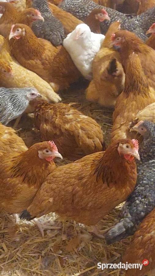 Kury nioski małopolskie Myślenice