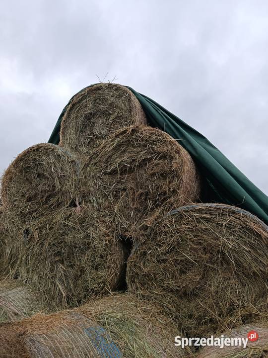 siano zbiór 2025 Radzyń Podlaski sprzedam