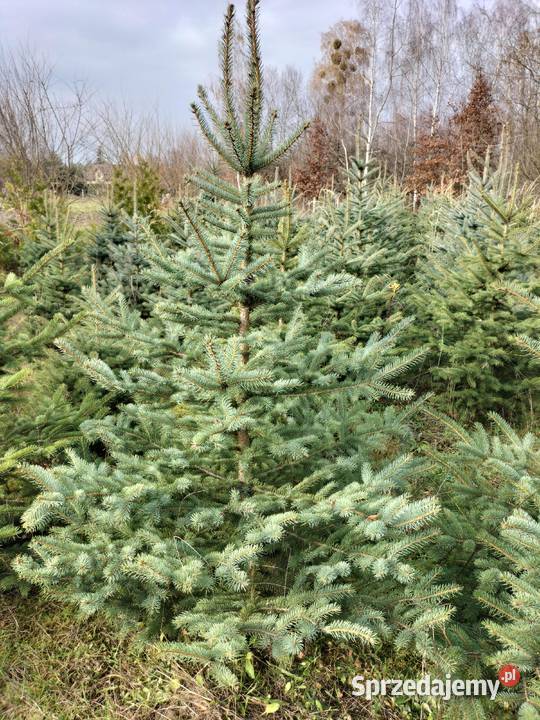 Choinki świąteczne świerk srebrny Ryki