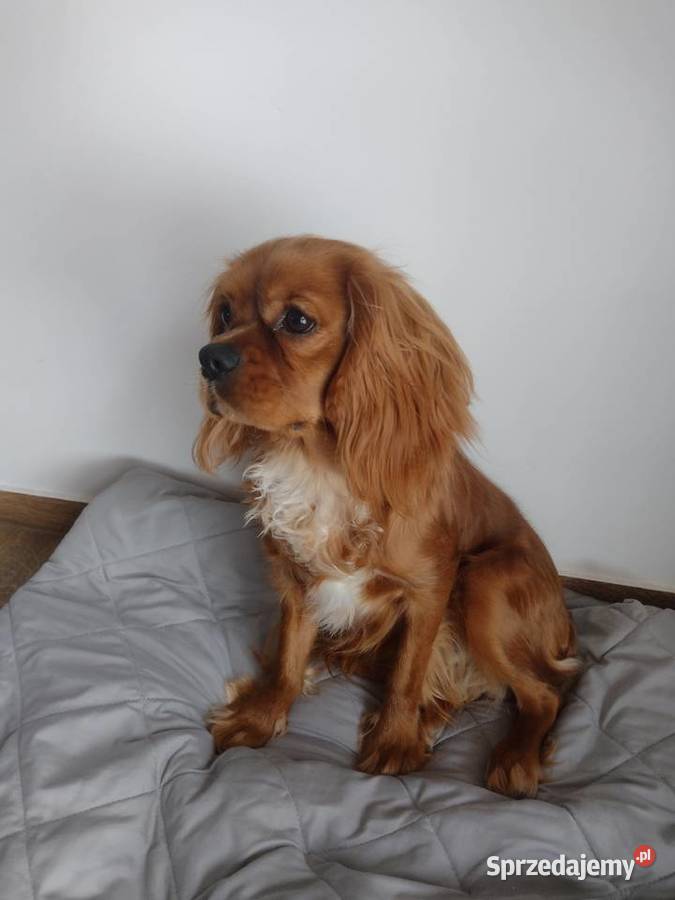 Cavalier King Charles Spaniel samiec Wejherowo