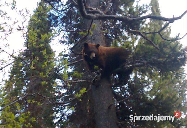 Lajki Zachodniosyberyjskie szczeniaki urodzone w
