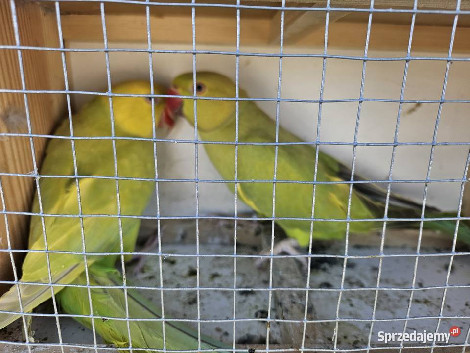 Aleksandretty chinskie