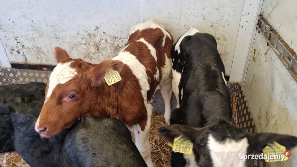 Sprzedam Byczki POLSKIE Kalisz