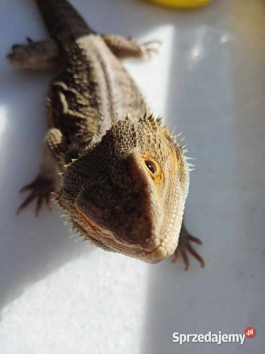 Agama brodata samiec 2 letni mazowieckie Warszawa
