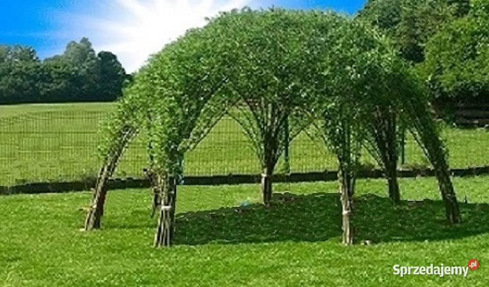 Wierzba energetyczna na biomasę sadzonki wielkopolskie Przygodzice