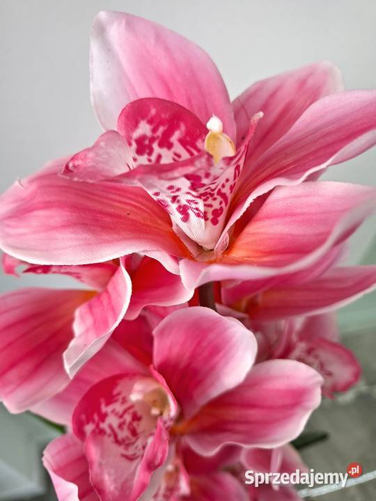 Storczyk sztuczny Cymbidium w doniczce 105 Golkowice