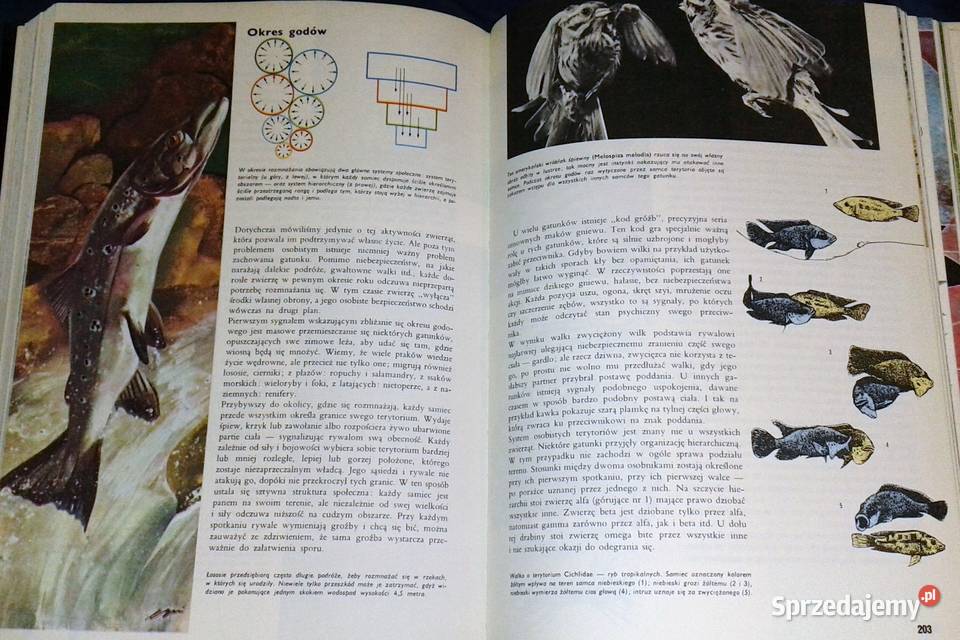 Ziemia rośliny zwierzęta praca zbiorowa Larousse twarda Chełm