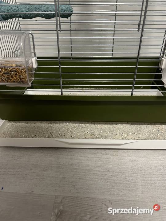 Papuga Rudosterka mazowieckie Dobczyn