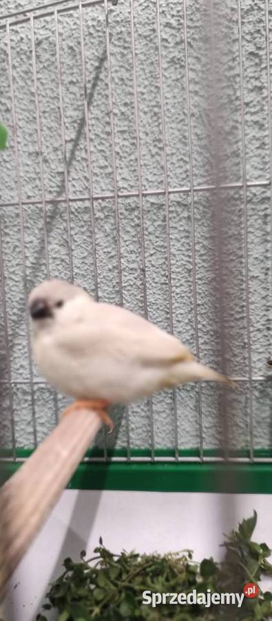 Zeberki amadyny zebrowate młodziutkie małopolskie Tarnów sprzedam