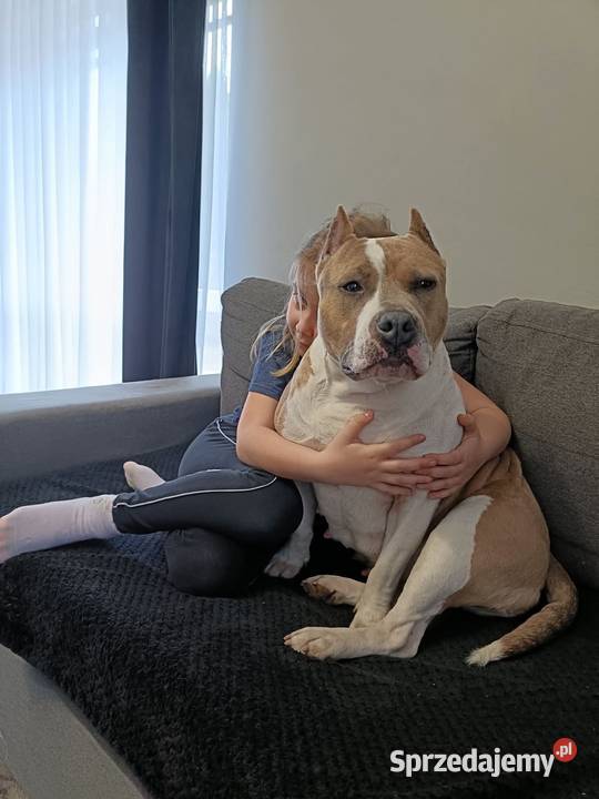 Szczenięta amstaff rodowód mazowieckie Wyszków