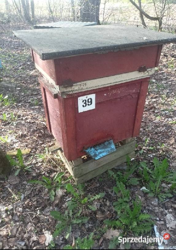 Ule pszczele pszczoły Pozostałe podlaskie Brańsk