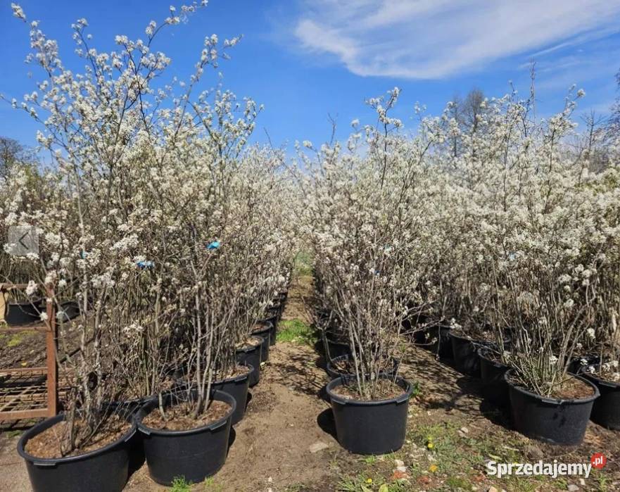 Amelanchier Świdośliwa Lamarcka wielkopolskie Poznań