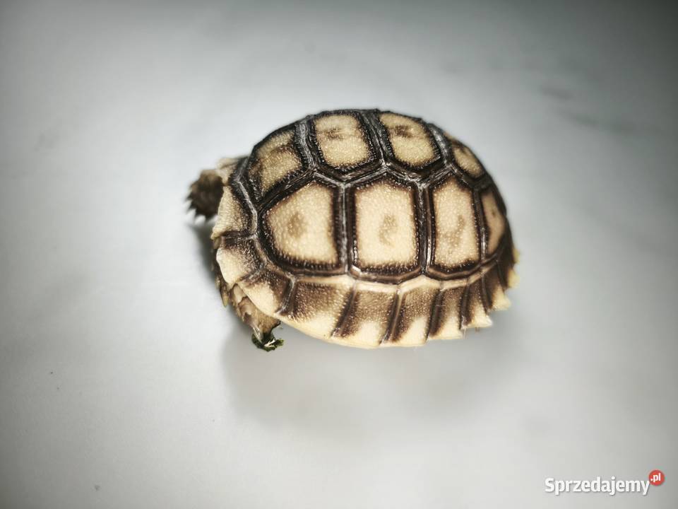 Żółw pustynny młody osobnik Wałbrzych