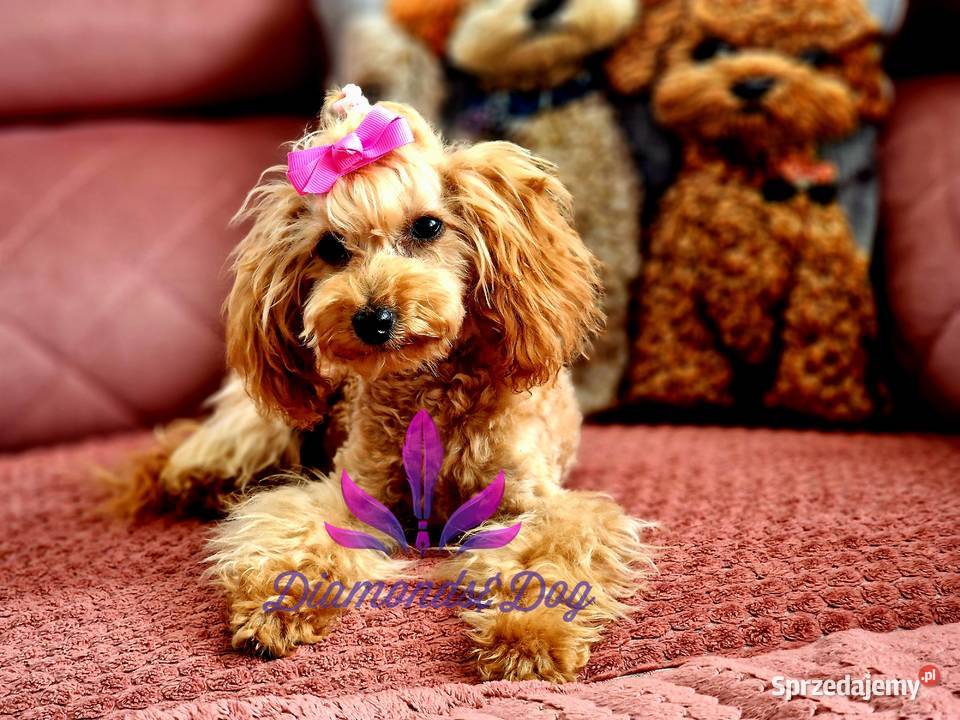 Dostępna sunia xxs teacup pudel toy