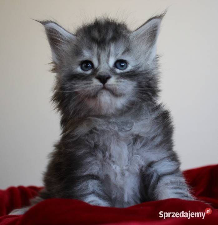 Dwie koteczki i trzy kocurki maine coon