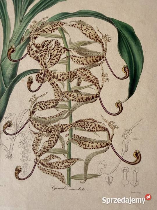 Antyczna rycina botaniczna staloryt XIX w śląskie Czerwionka-Leszczyny