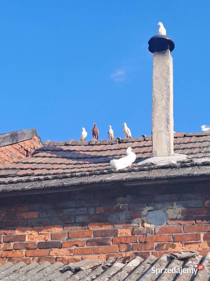 sprzedam gołębie Wawrzeńczyce