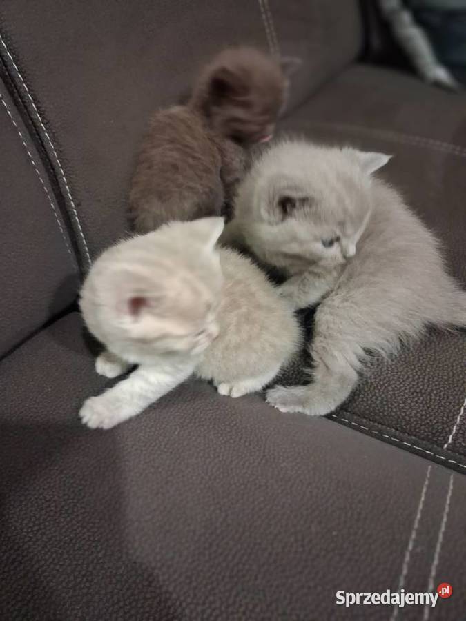 Kotki brytyjskie krótko wlose