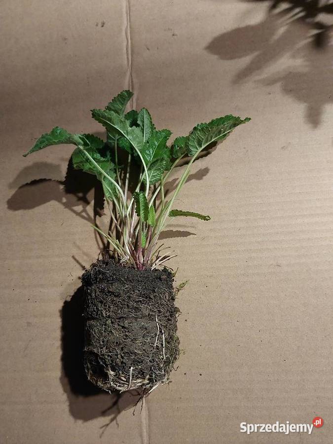 Czyściec lekarski bukwica Mszalnica