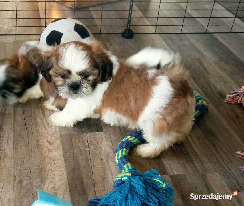 Shihtzu szczeniaki Dębica