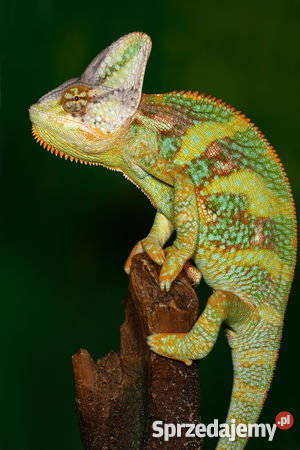 KAMELEON JEMEŃSKI samiec sprzedam zamienię na Katowice