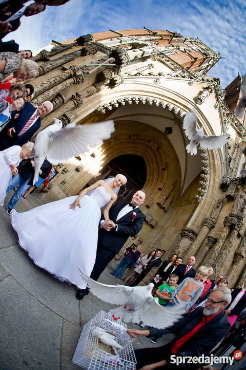 Białeślubne gołębie wojdolnośląskie i opolskie Opole