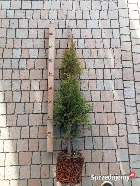 Tuja szmaragd 7080 doniczka 3l Krosno Dowóz sprzedam