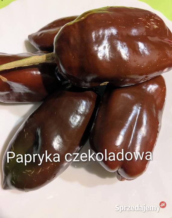 Rosja Dynia bezłupinowa nasiona kolekcjonerskie Kraków