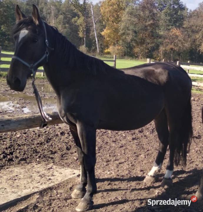 Klacz orchidea Przytoczna