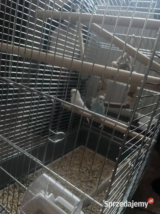 Sprzedam samice bażanta złotego Grzybnica