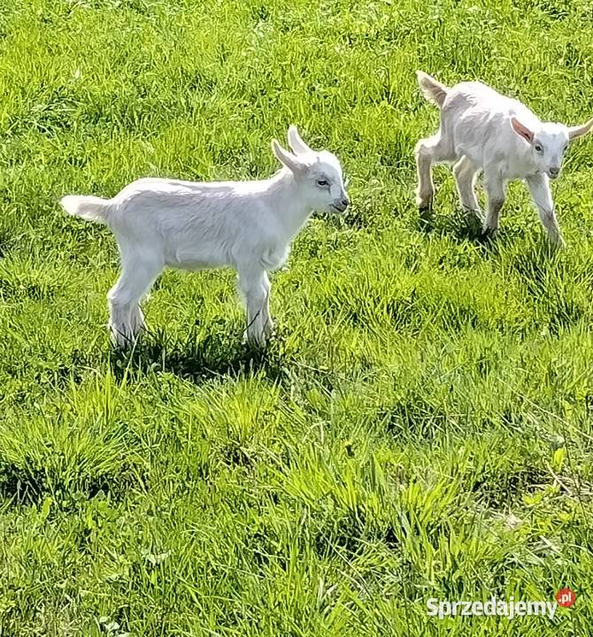 Koziołki na sprzedaż Pozostałe sprzedam