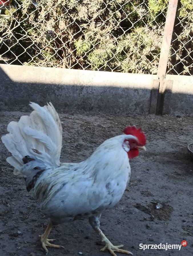 Jaja lęgowe liliputki Krupe