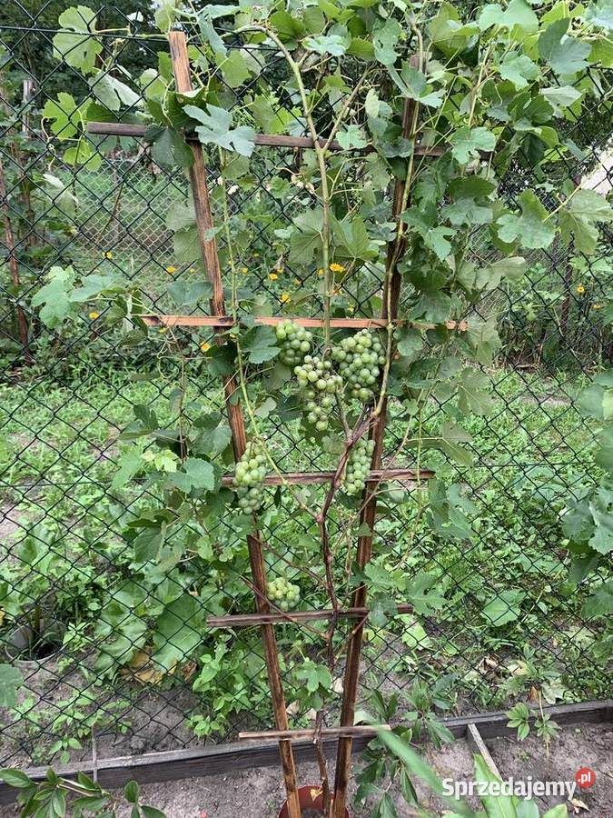 Sadzonki winogrona białe duże smaczne 5 Stalowa Wola