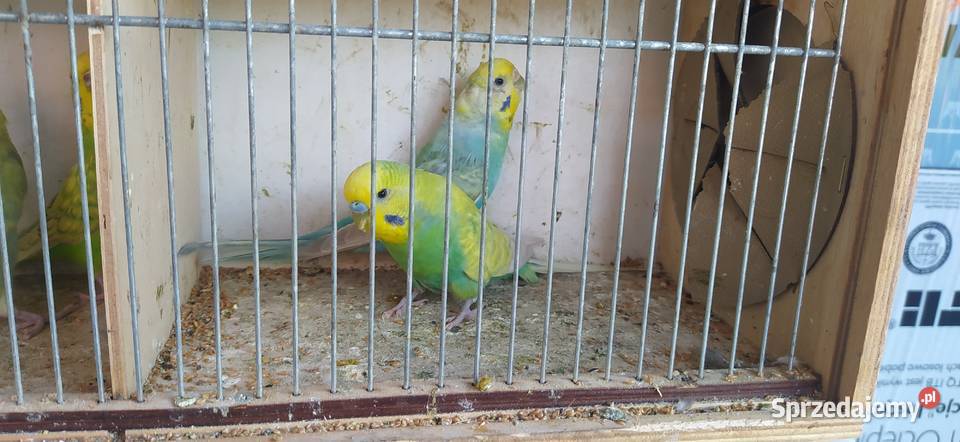 Papugi faliste tęczowe Bochnia