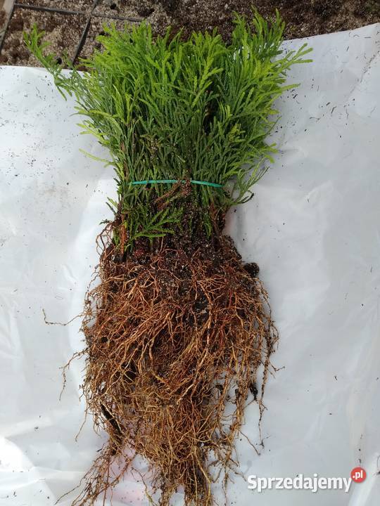 Tuja Smaragd około 15 sadzonka goły korzeń Wawrzeńczyce