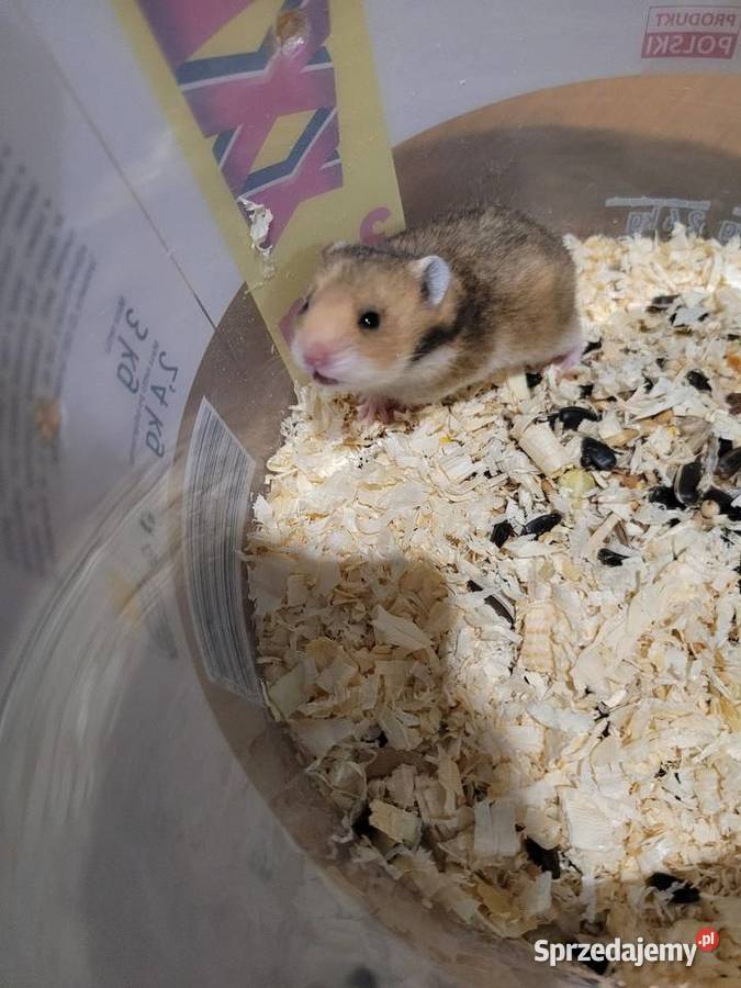 Chomiki syryjskie 4 tygodniowe Trzcianka