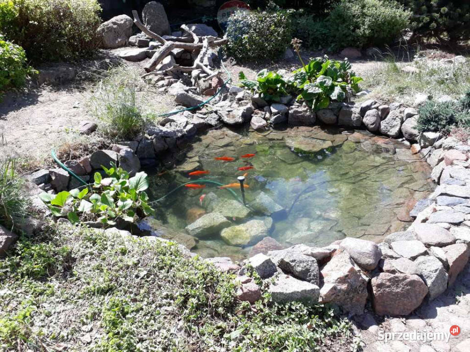 Działka zabudowana starą szkołąjezNiepruszewskie Zborowo