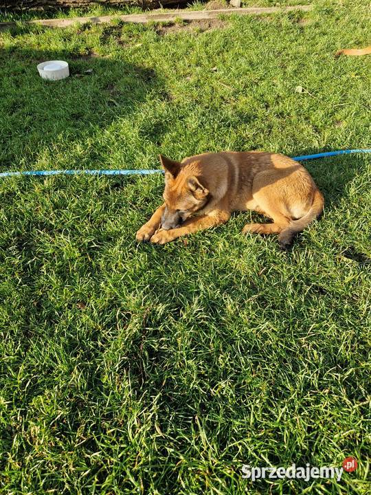 Owczarek Belgijski Malinos śląskie